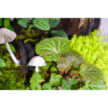 Ornamental Plant